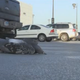Image for article titled United Airlines And Houston Airport Poison And Kill Hundreds Of Birds